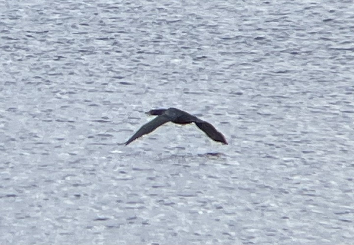 Double-crested Cormorant - ML615602273