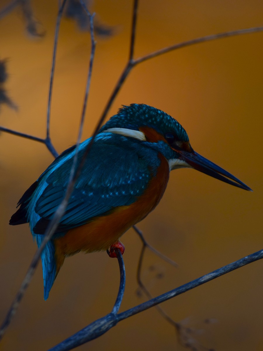 Common Kingfisher - ML615602299