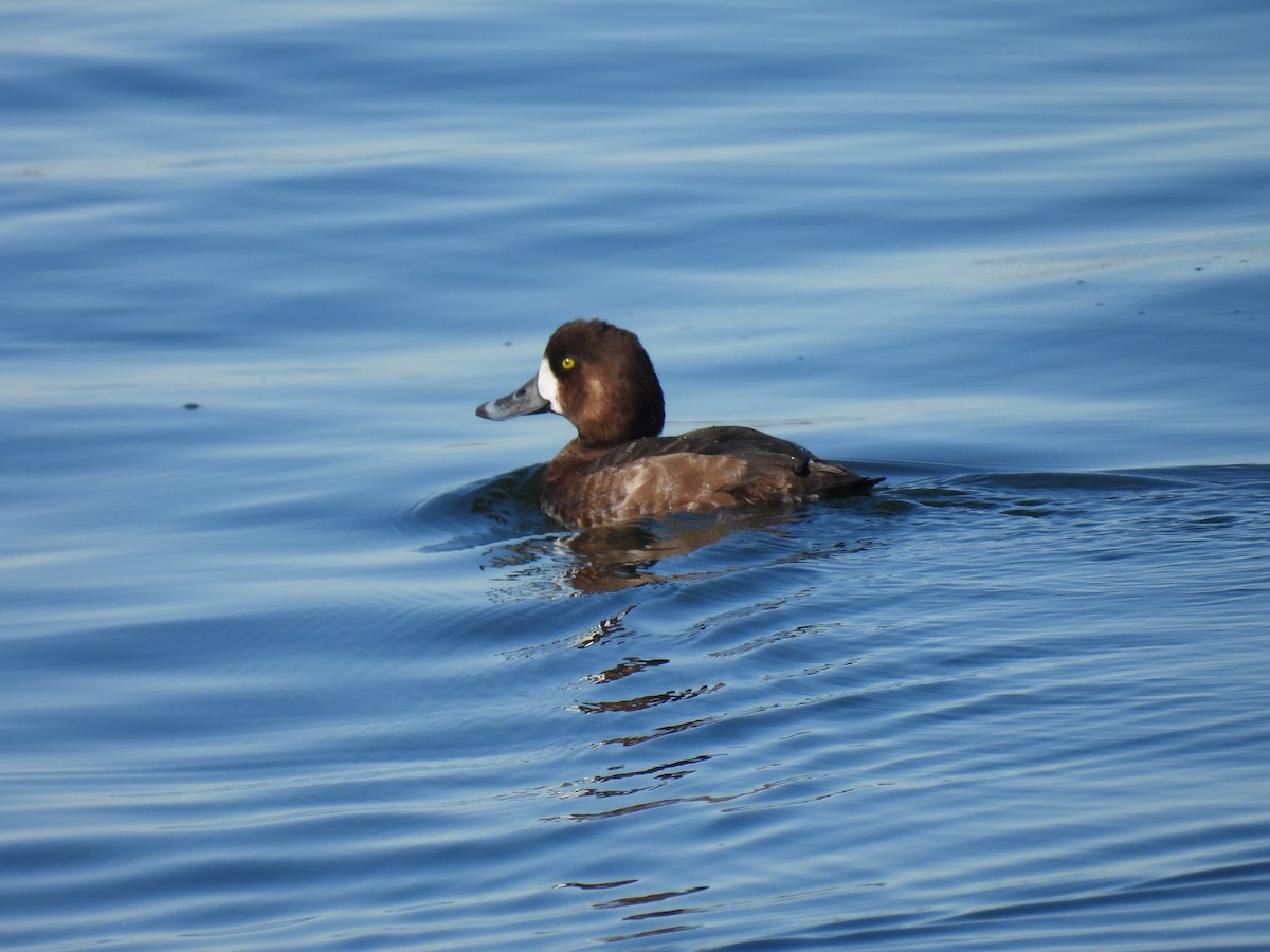Greater Scaup - ML615602346