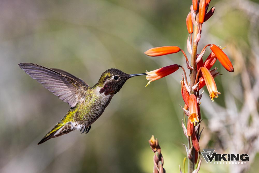 Anna's Hummingbird - ML615602354