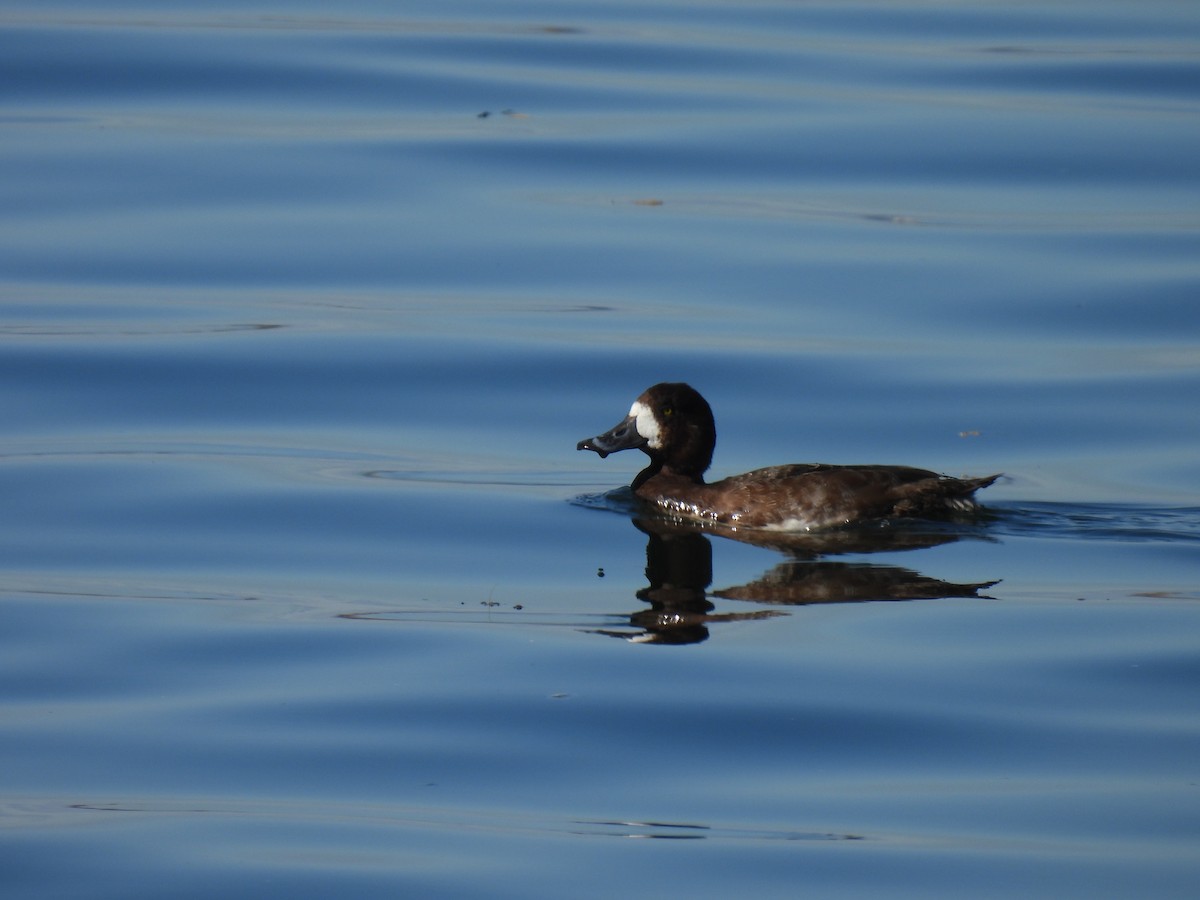 Greater Scaup - ML615602357