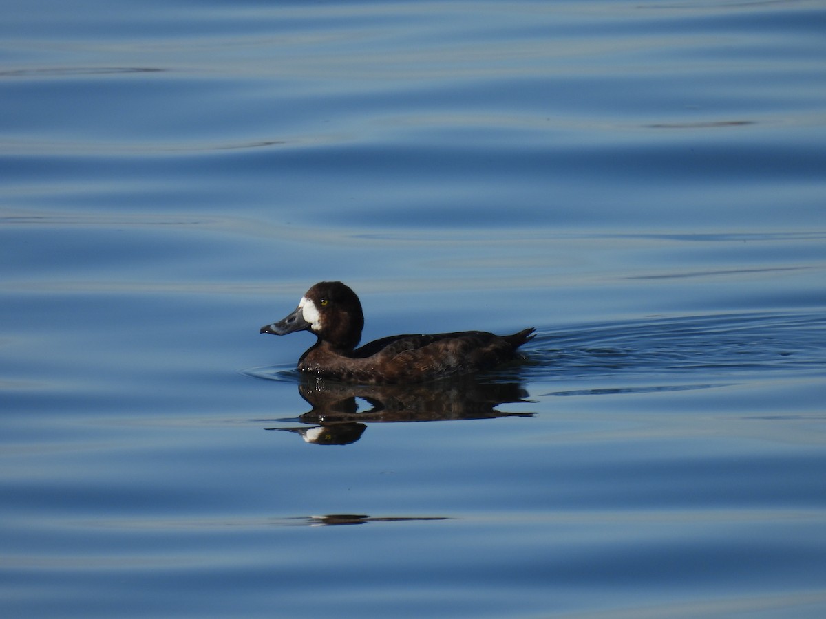 Greater Scaup - ML615602358