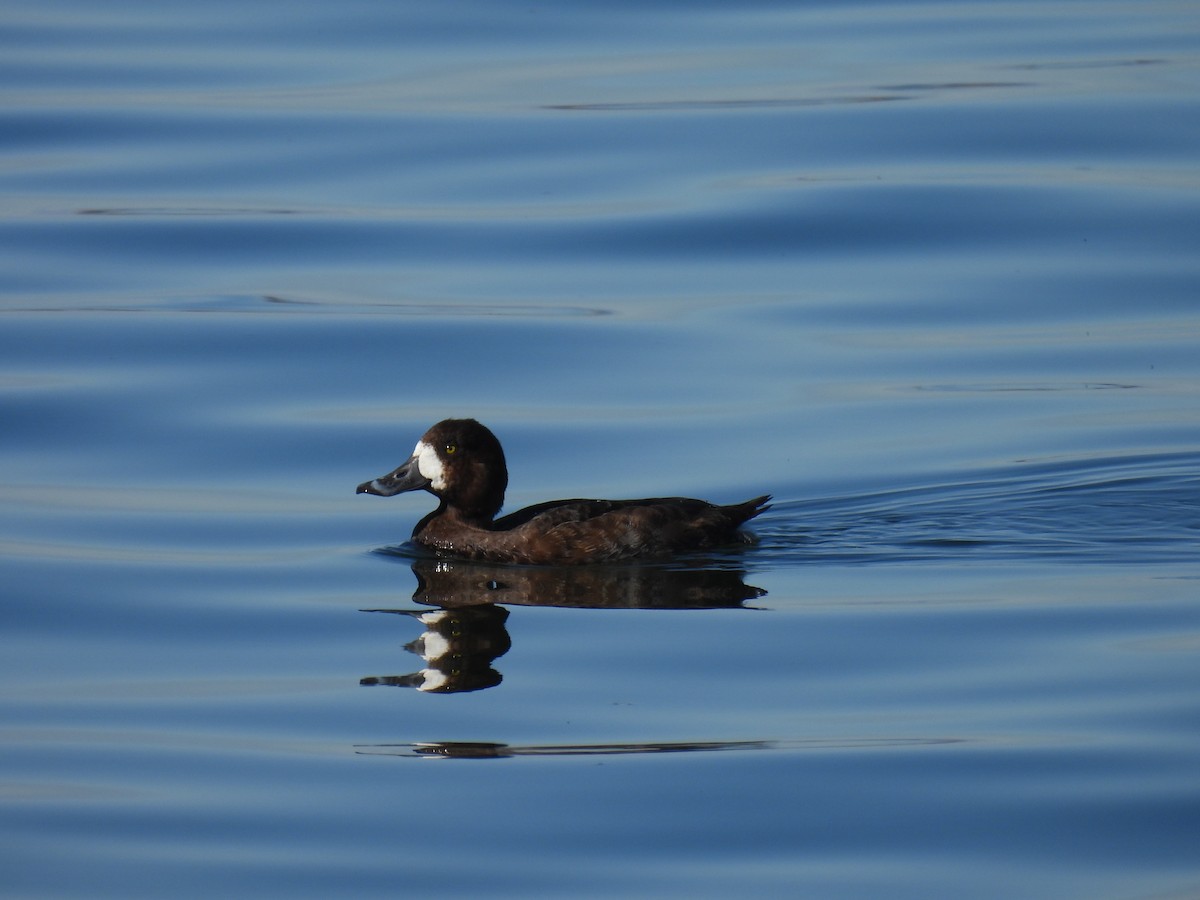Greater Scaup - ML615602359