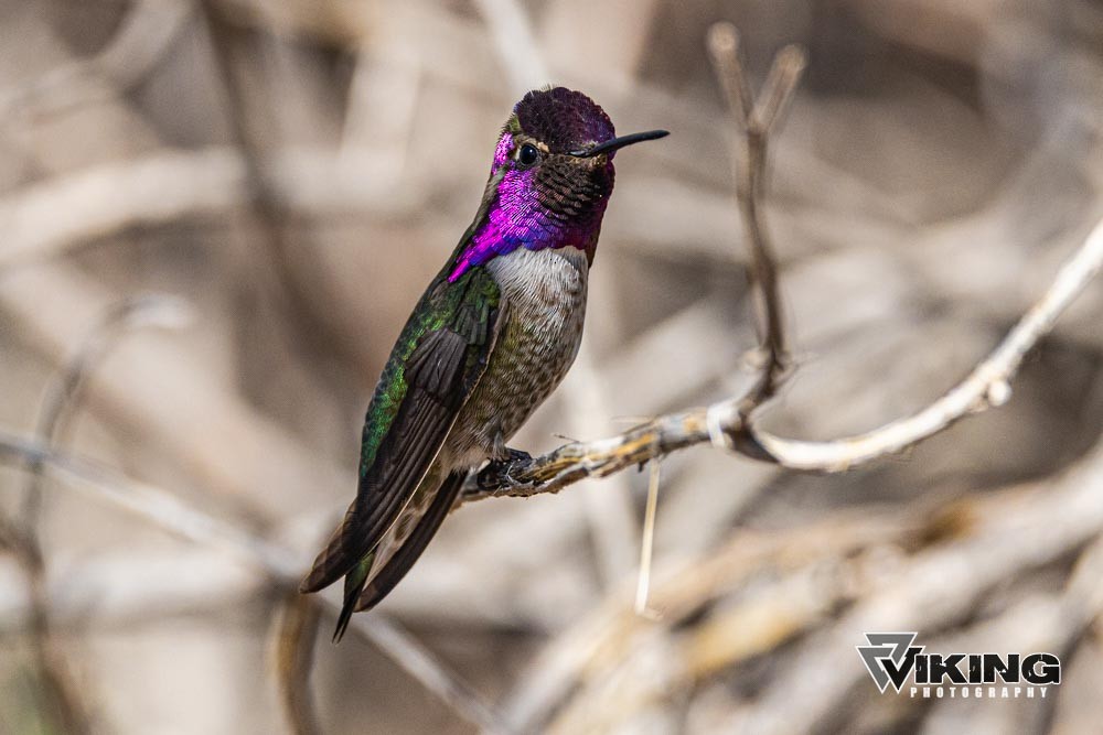 Costa's Hummingbird - ML615602365