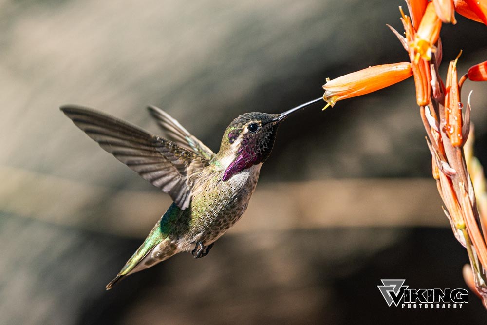 Costa's Hummingbird - ML615602367