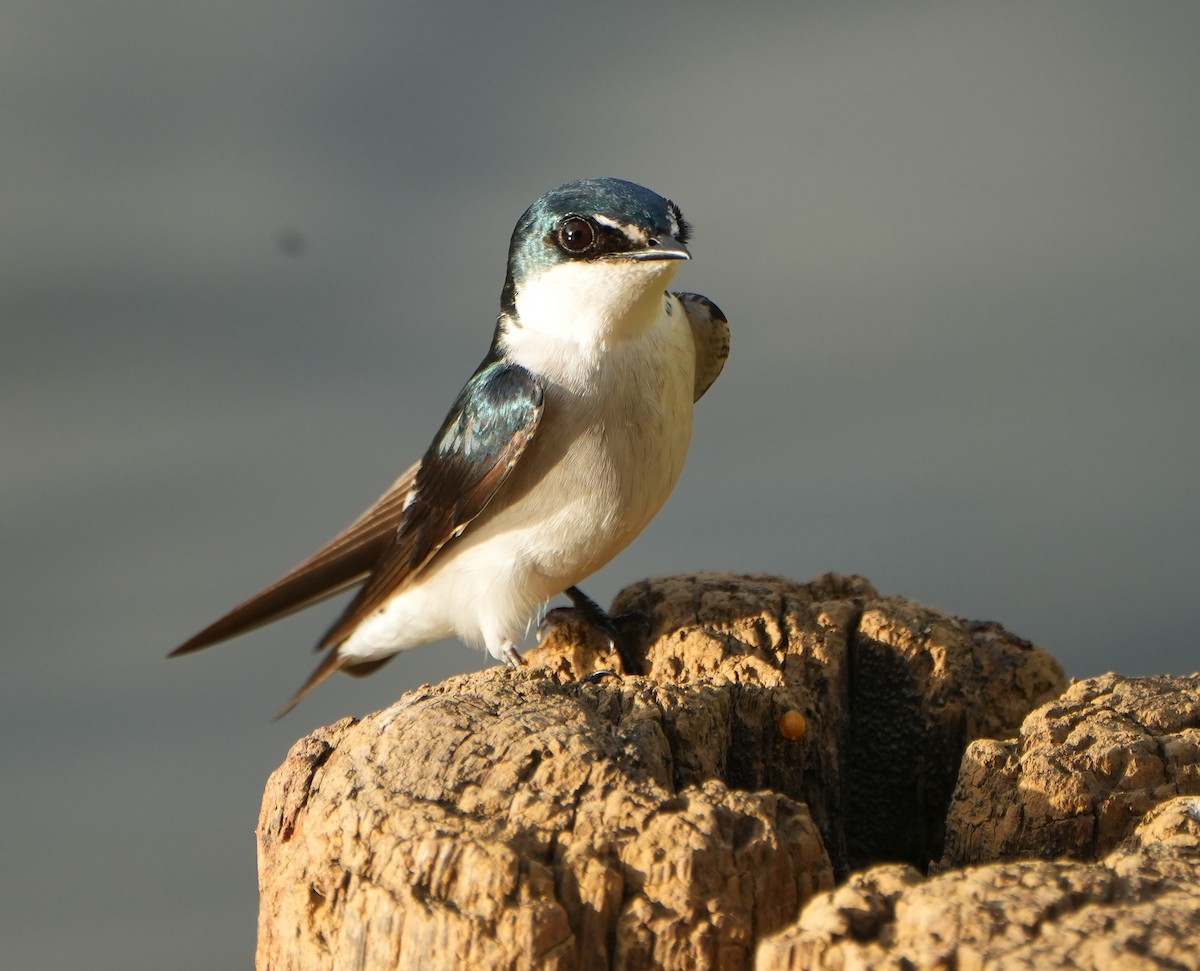 Mangrove Swallow - ML615602389