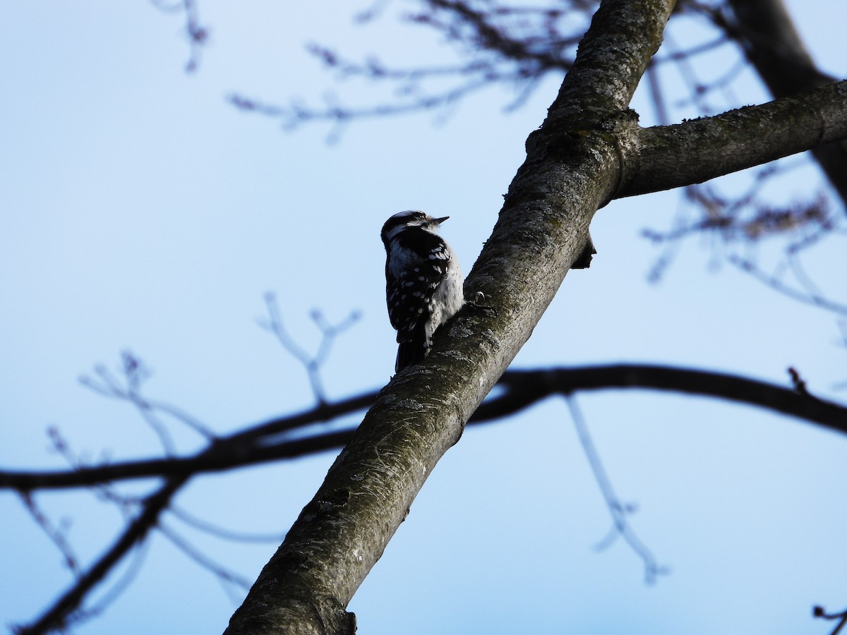 Downy Woodpecker - ML615602398