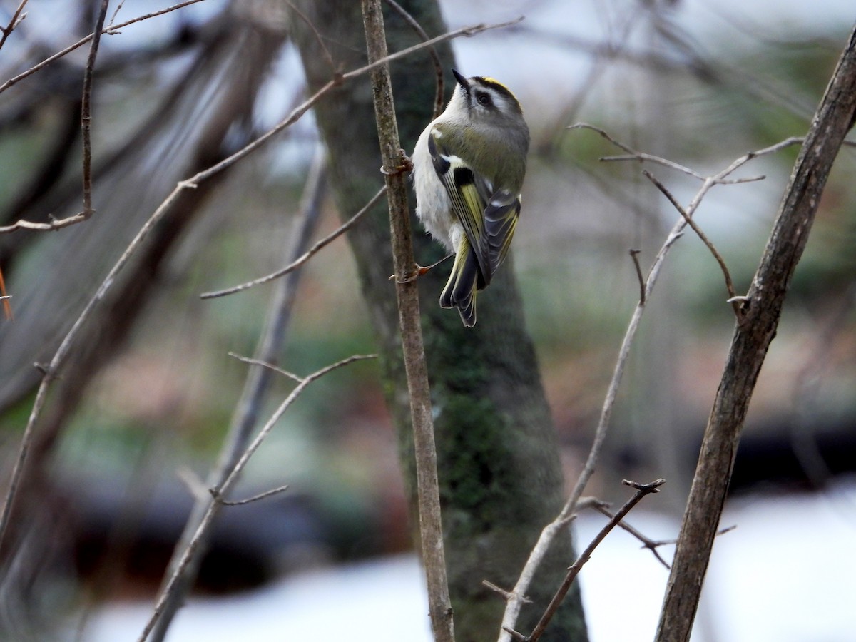 Golden-crowned Kinglet - ML615602452