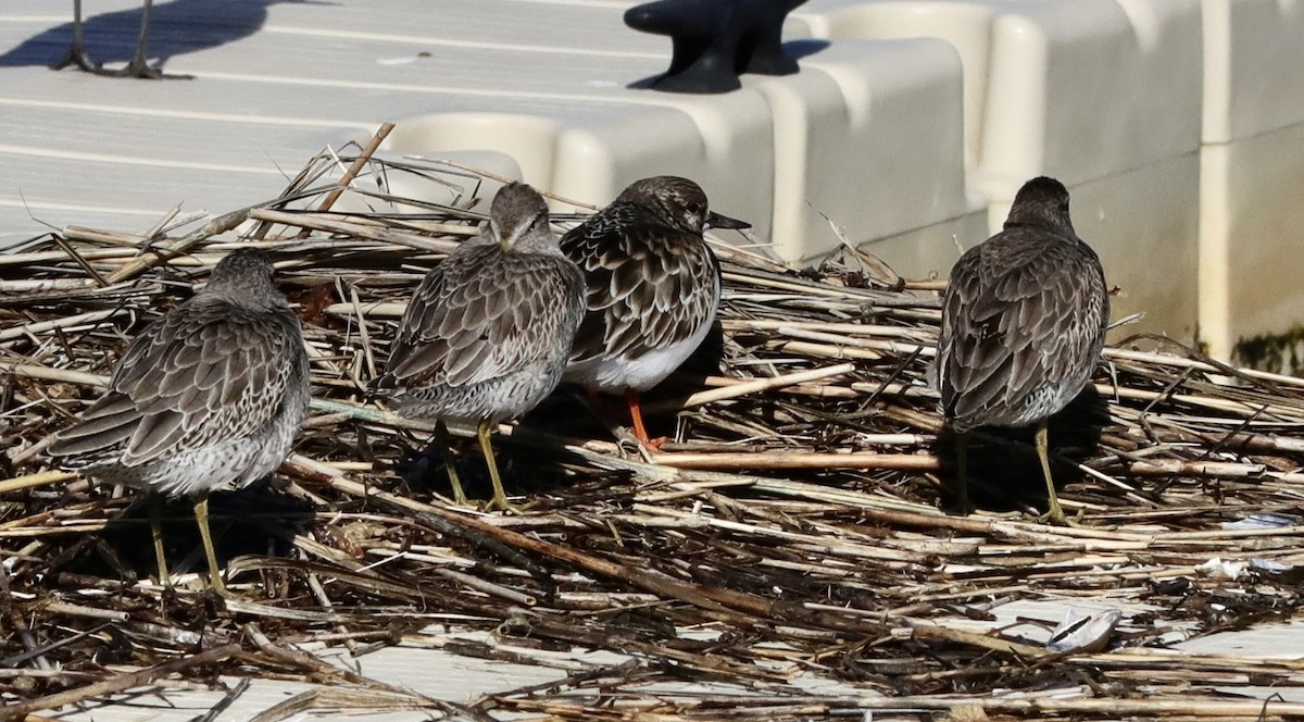 Short-billed Dowitcher - Ken Feustel