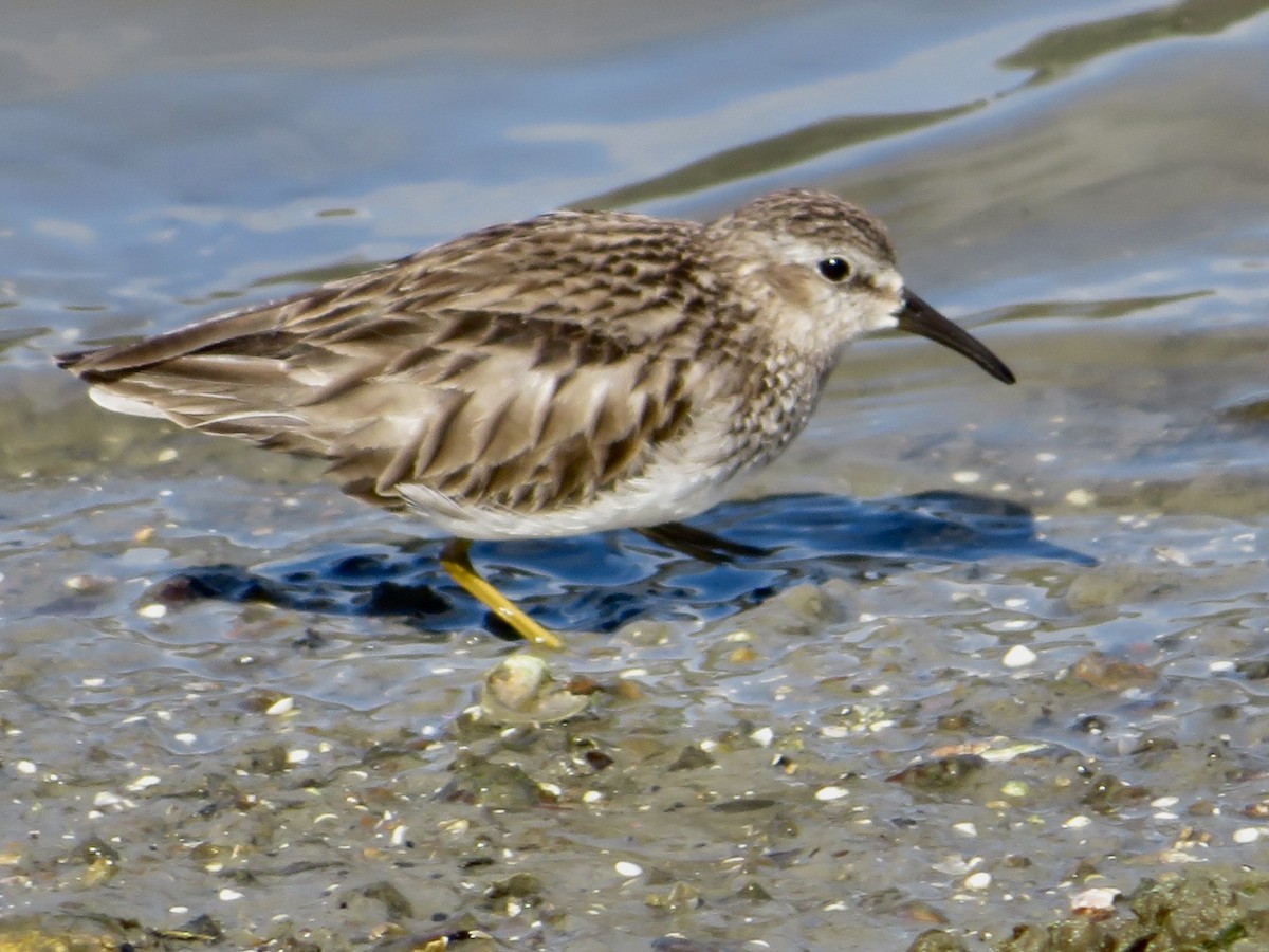 Least Sandpiper - ML615602569