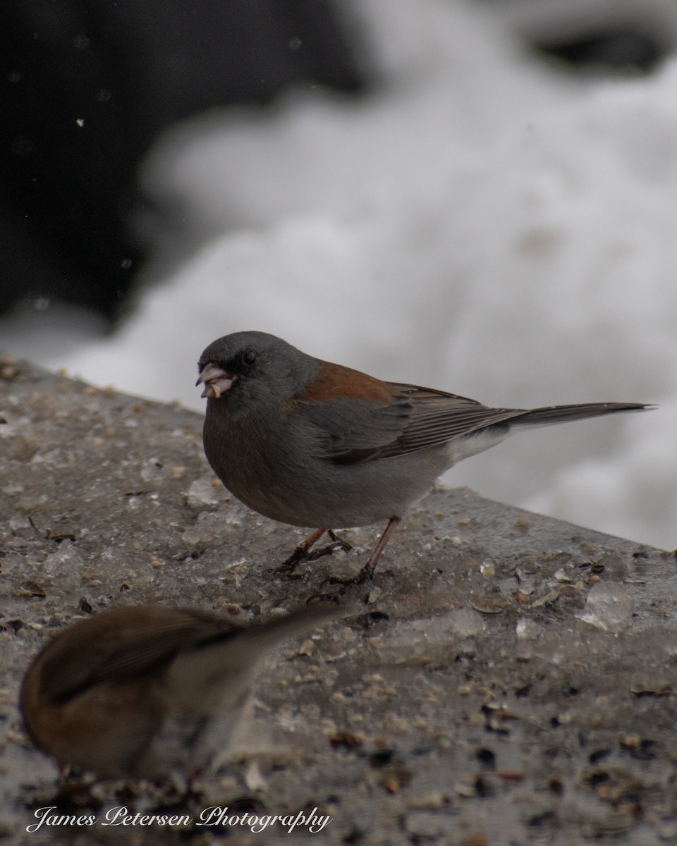 Dark-eyed Junco (Gray-headed) - ML615602578