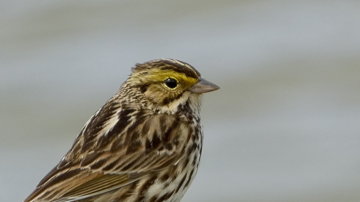 Savannah Sparrow - ML615602599