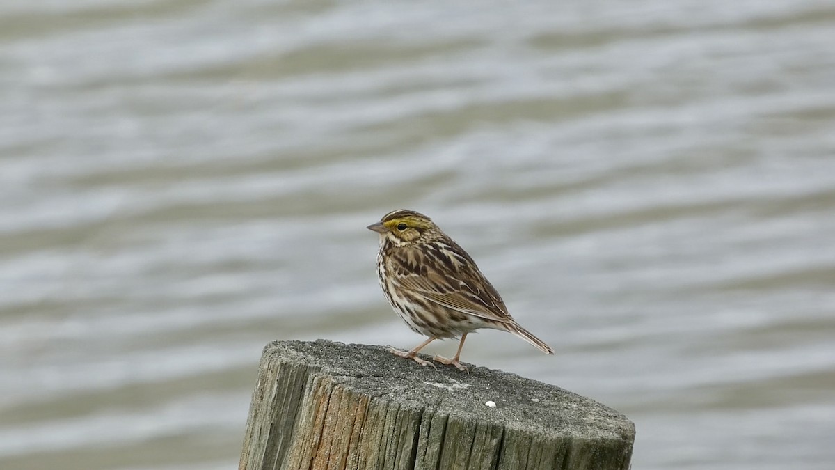 Savannah Sparrow - ML615602600