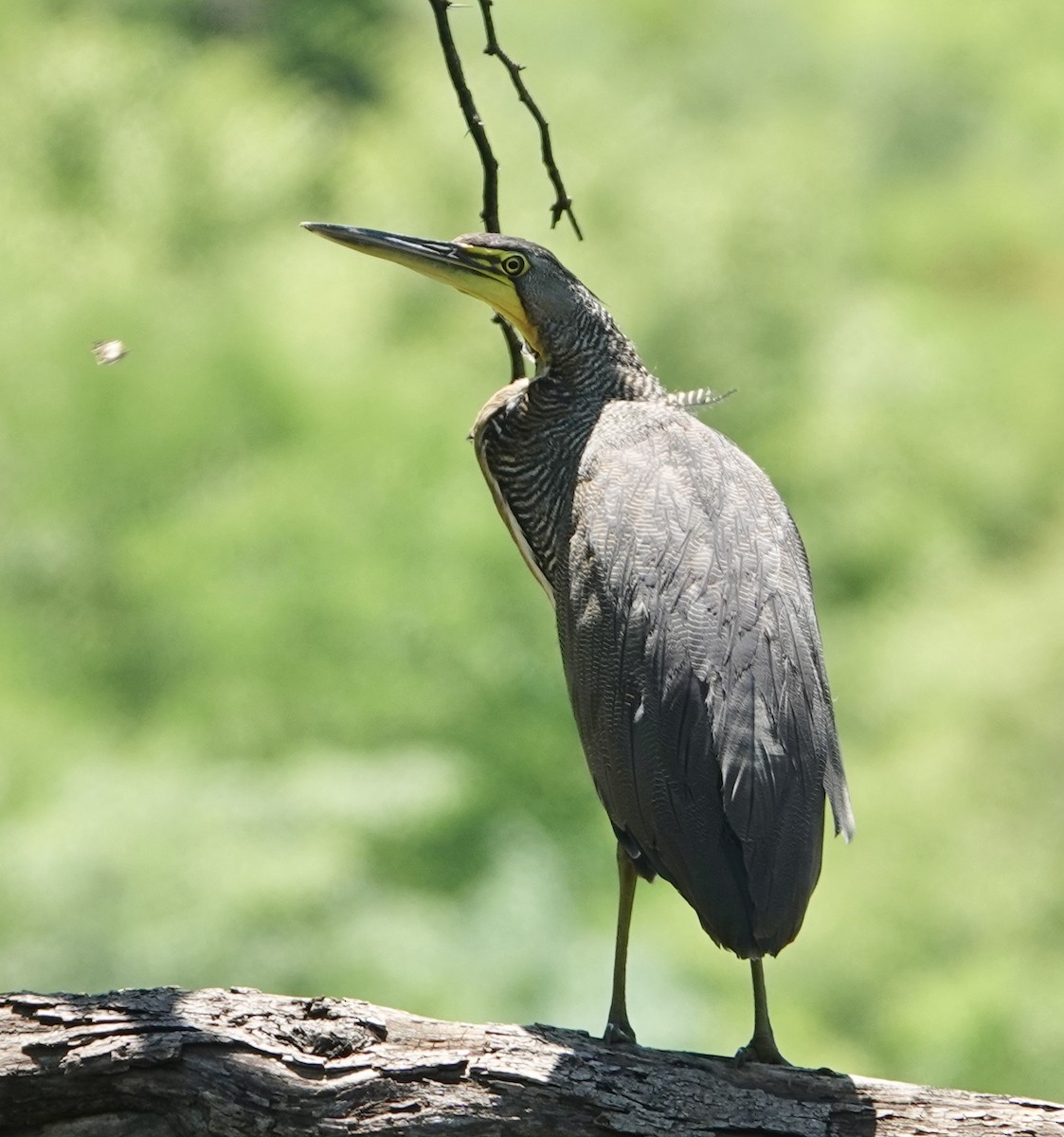 Bare-throated Tiger-Heron - ML615602632