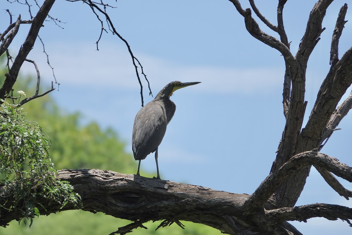 Bare-throated Tiger-Heron - ML615602659