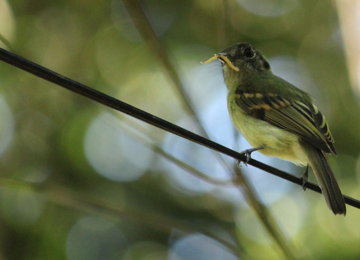 Sepia-capped Flycatcher - ML615602673