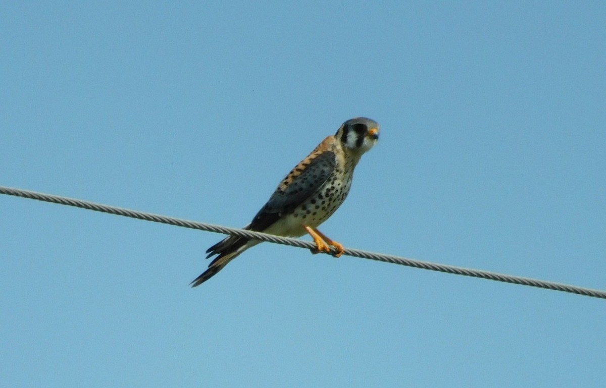 American Kestrel - ML615602686