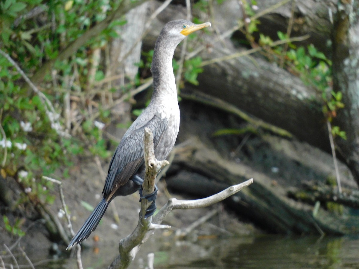 Double-crested Cormorant - ML615602693