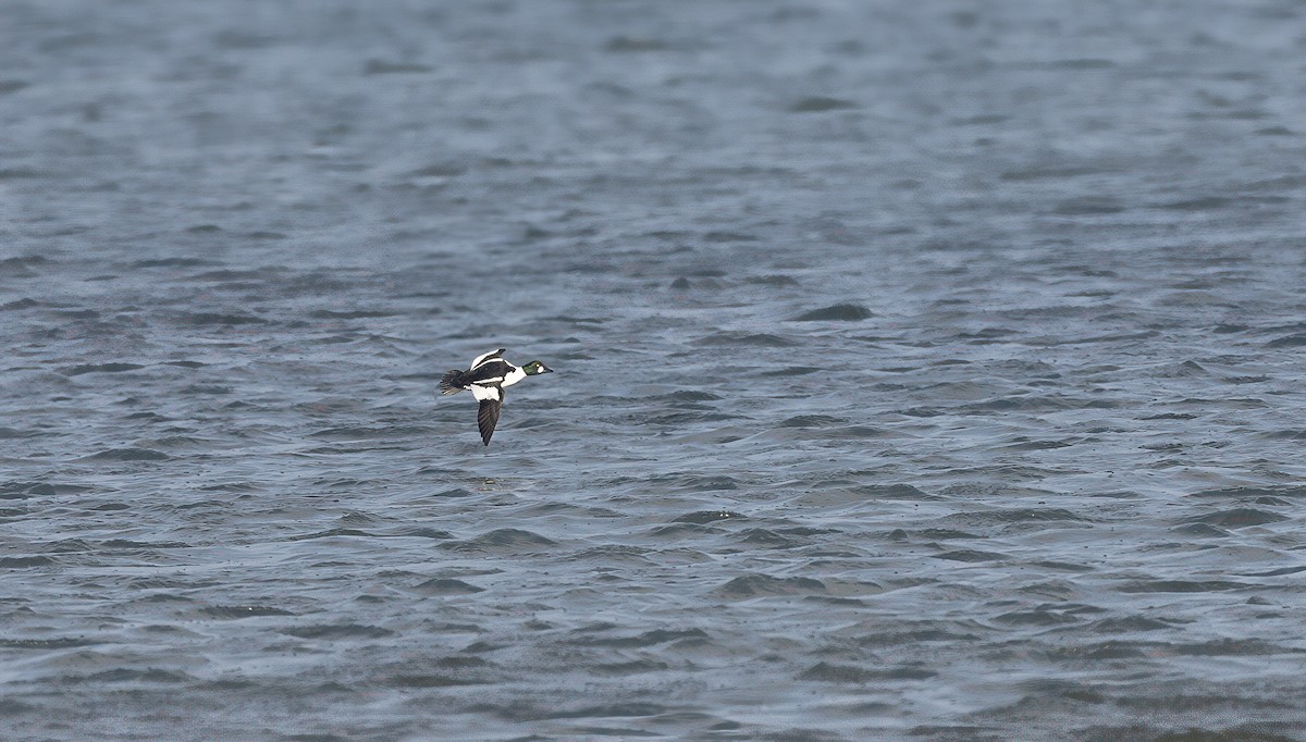 Common Goldeneye - ML615602701