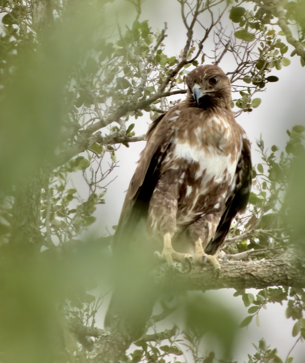 Madagascar Buzzard - ML615602713