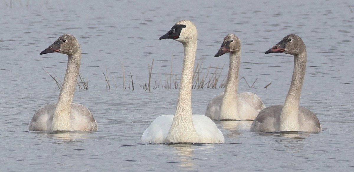 Trumpeter Swan - ML615602714