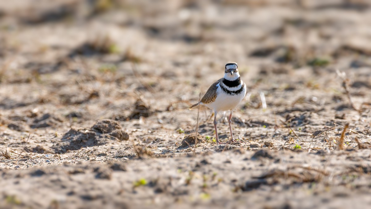 Killdeer - ML615602721