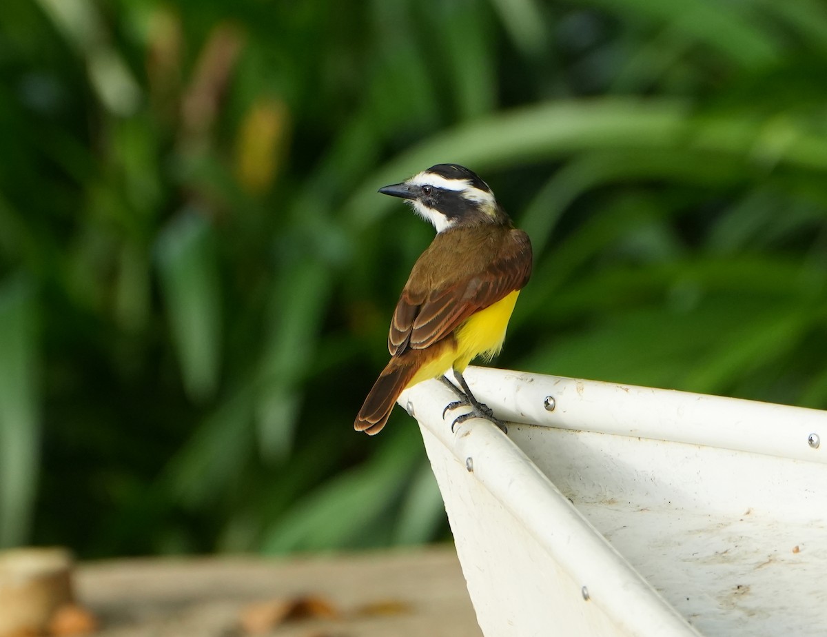 Great Kiskadee - ML615602724