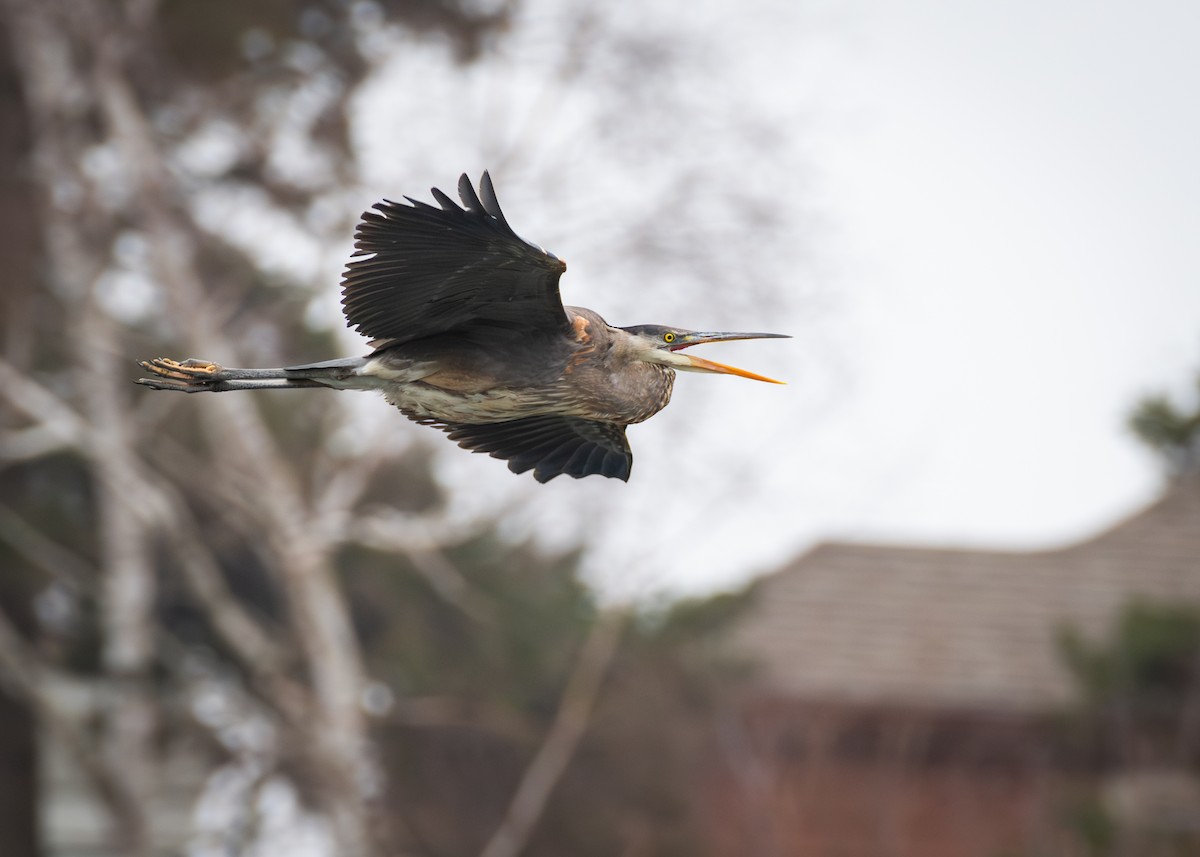 Great Blue Heron - ML615602838