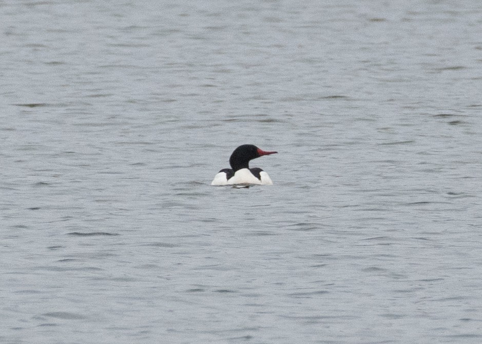 Common Merganser - ML615602843