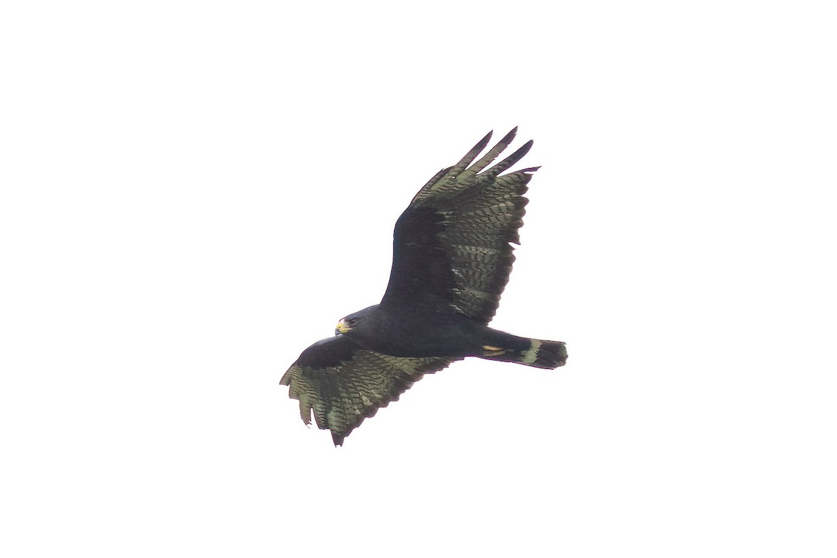Zone-tailed Hawk - ML615602862