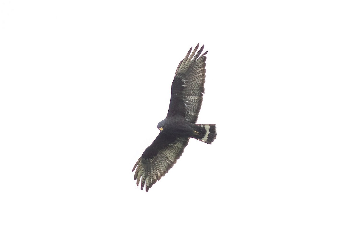 Zone-tailed Hawk - ML615602863