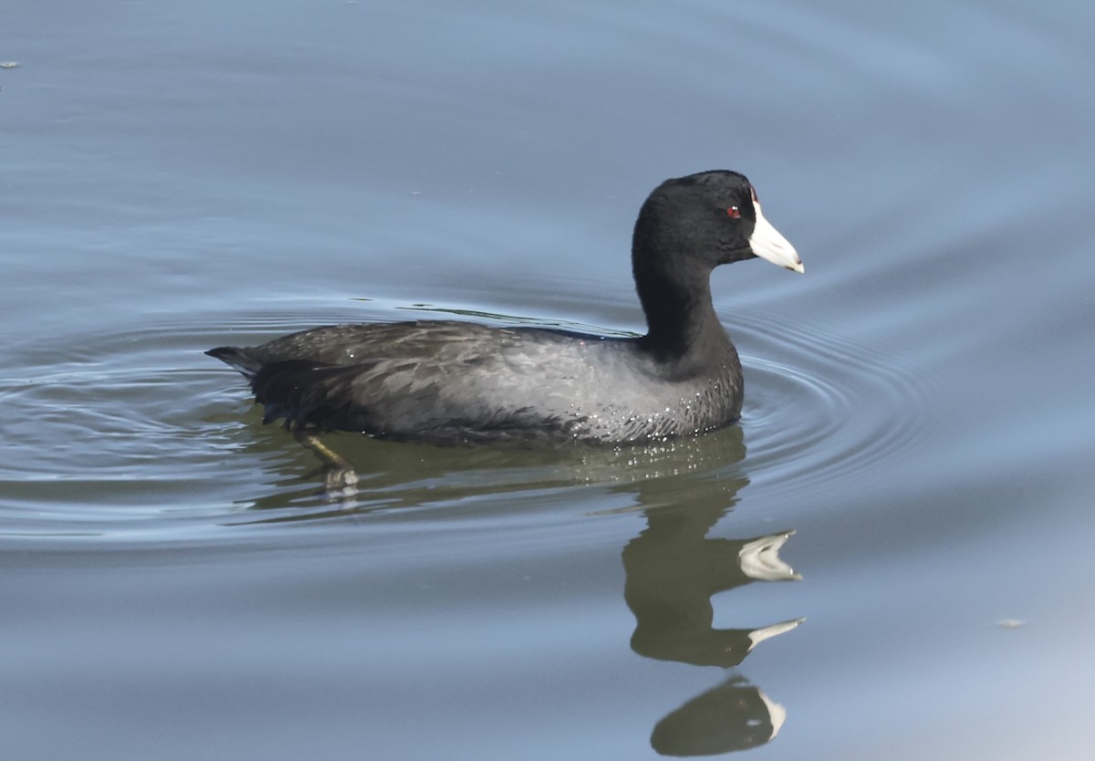 American Coot - ML615602871