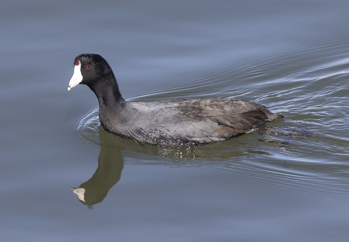 American Coot - ML615602872