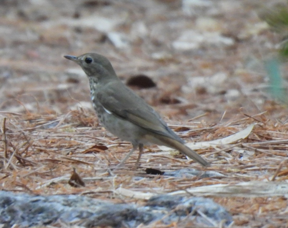 Hermit Thrush - ML615602895