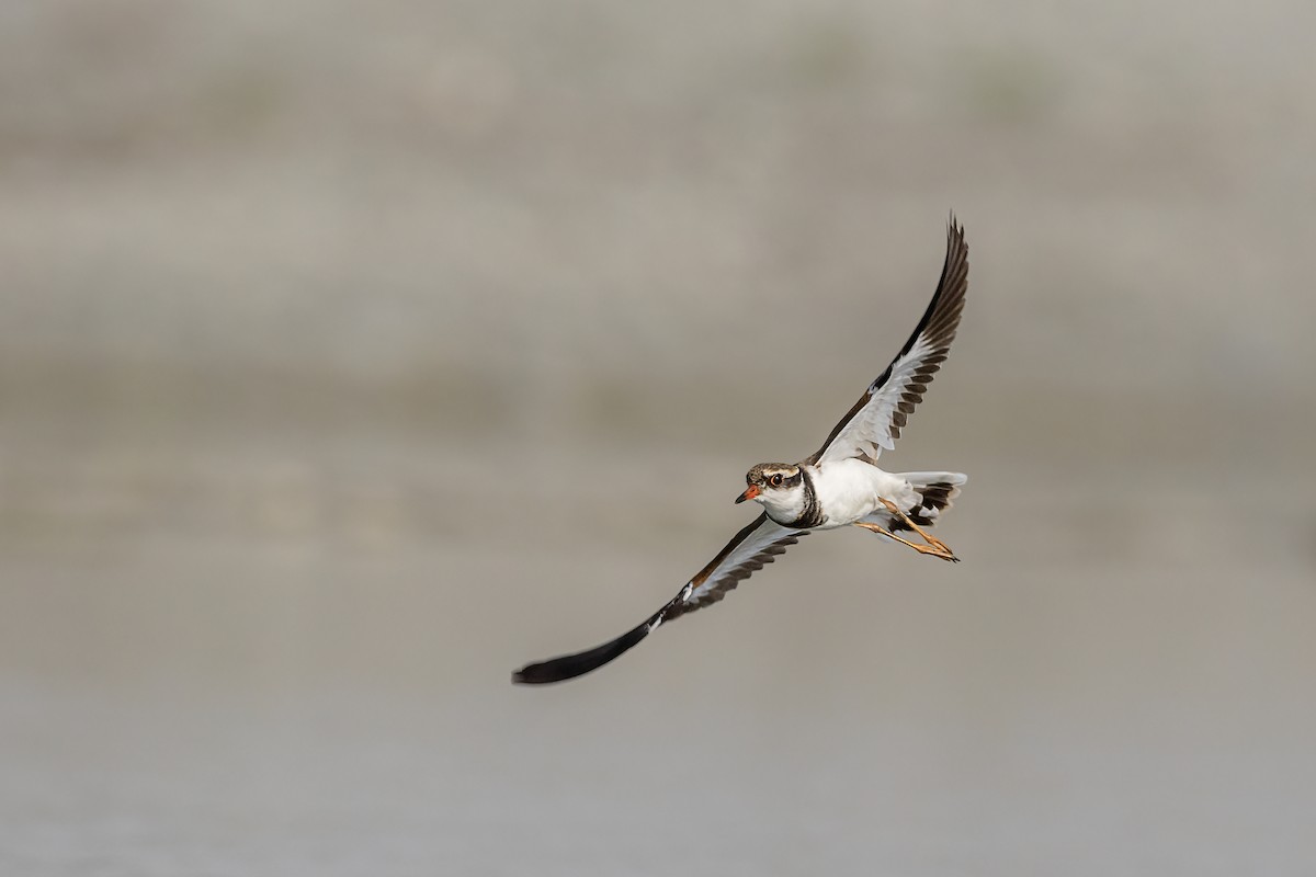 Black-fronted Dotterel - ML615602912