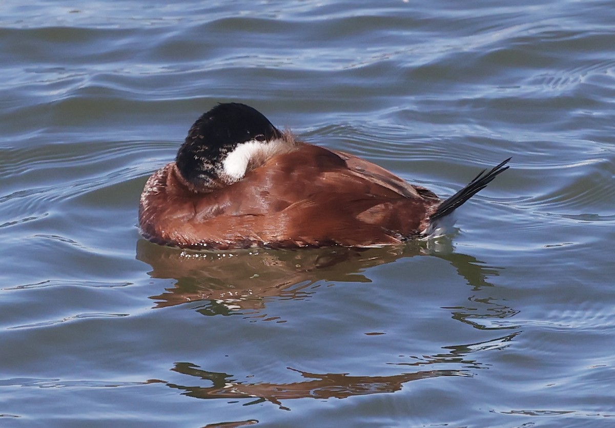 Ruddy Duck - ML615602926