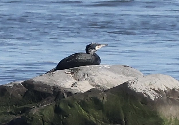 Great Cormorant - ML615602935