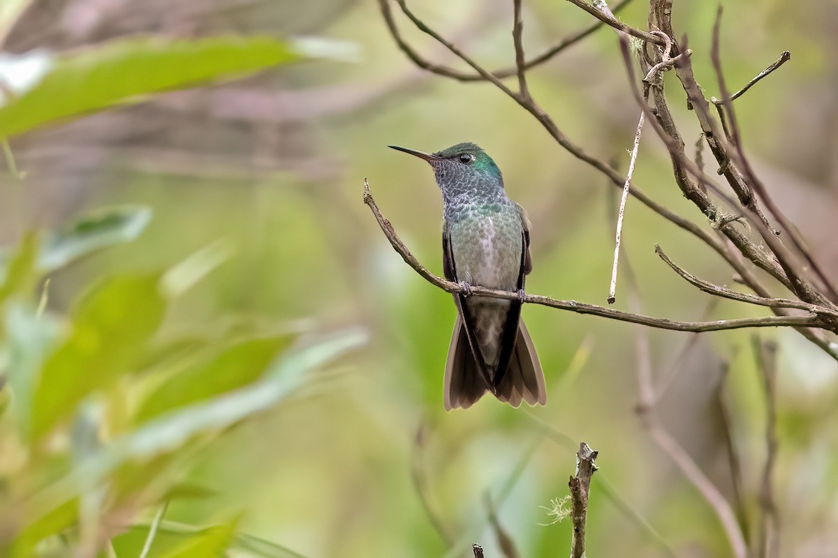 tupikolibri - ML615602982