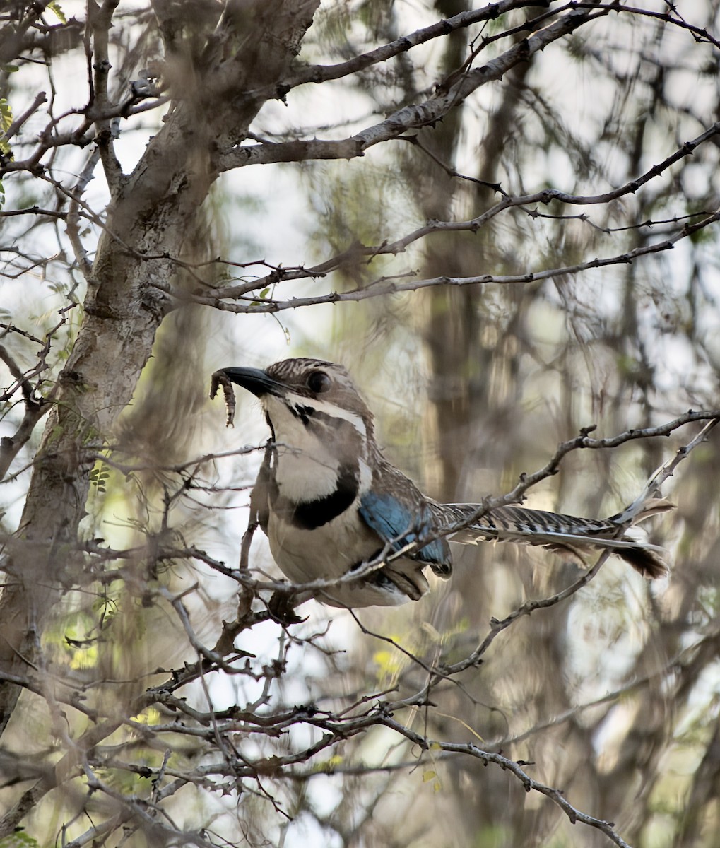 Long-tailed Ground-Roller - ML615602991