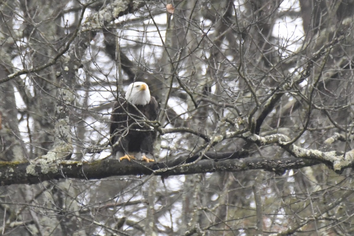 Bald Eagle - Kazumi Ohira