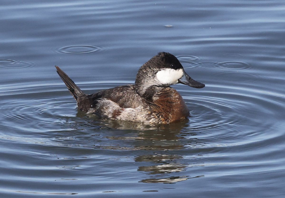 Ruddy Duck - ML615603005