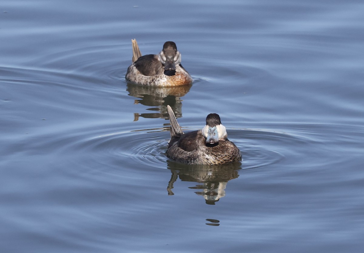 Ruddy Duck - ML615603006