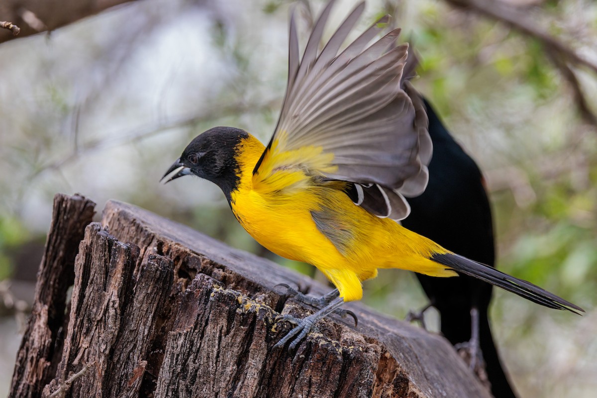 Audubon's Oriole (Audubon's) - Ken Drozd