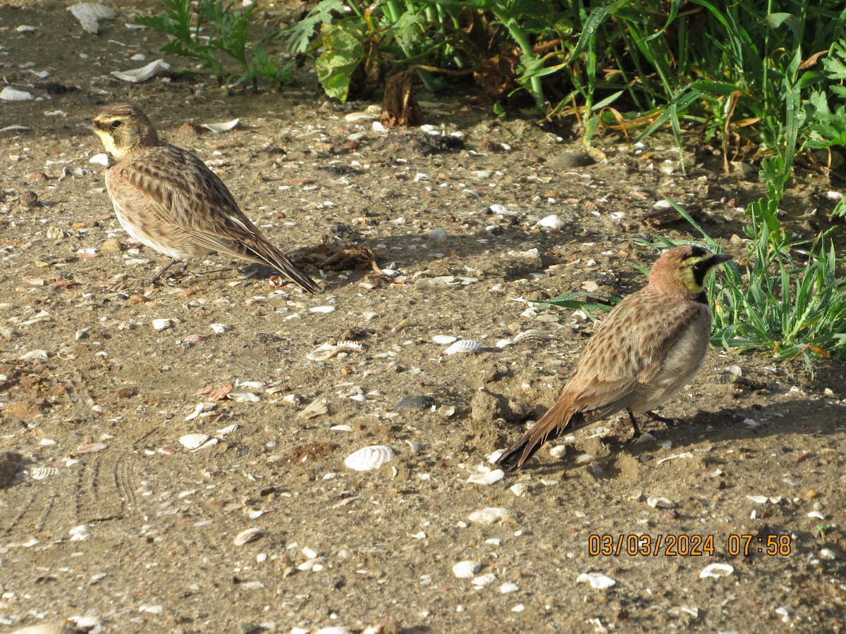 Horned Lark - ML615603095