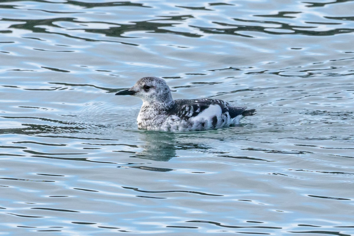 Black Guillemot - Edward  Muennich