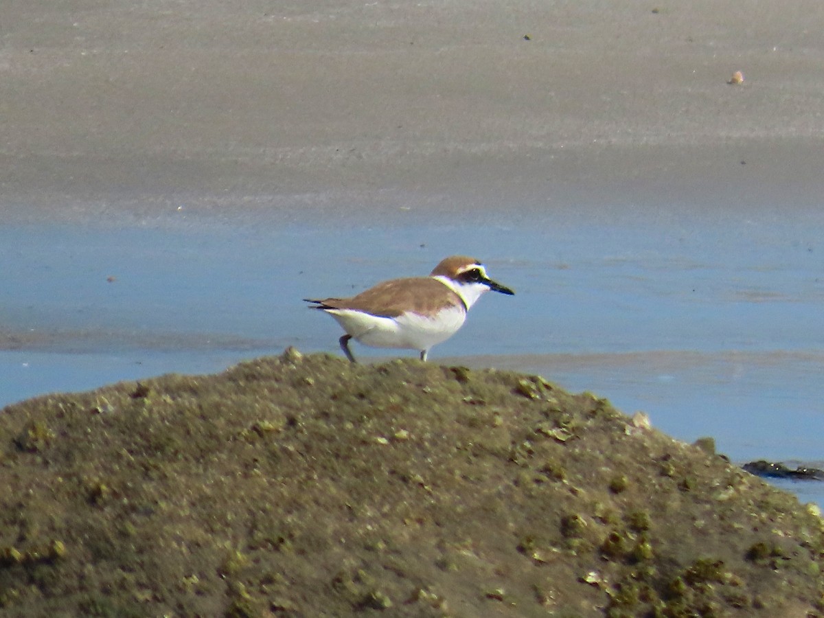 Kentish Plover - ML615603133