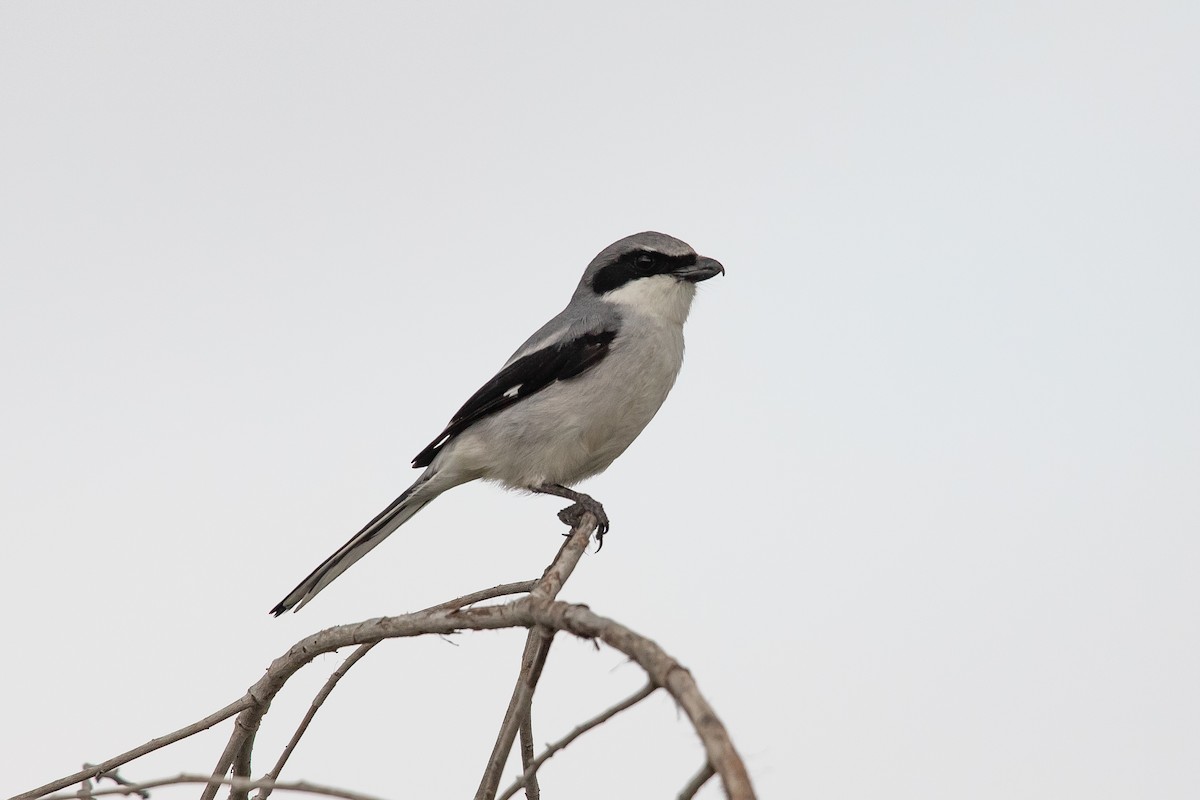 Loggerhead Shrike - ML615603149