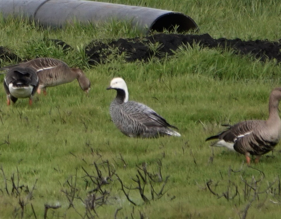 Emperor Goose - ML615603172