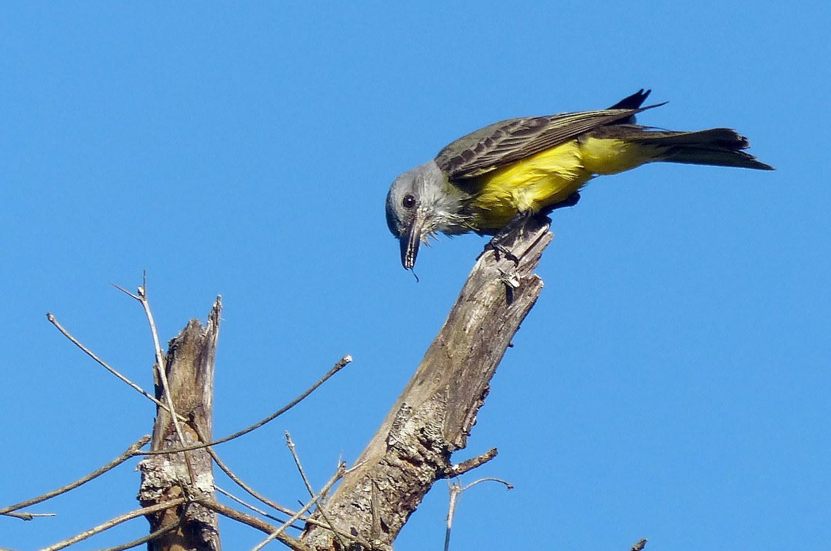 Tropical Kingbird - Garvin Filbert