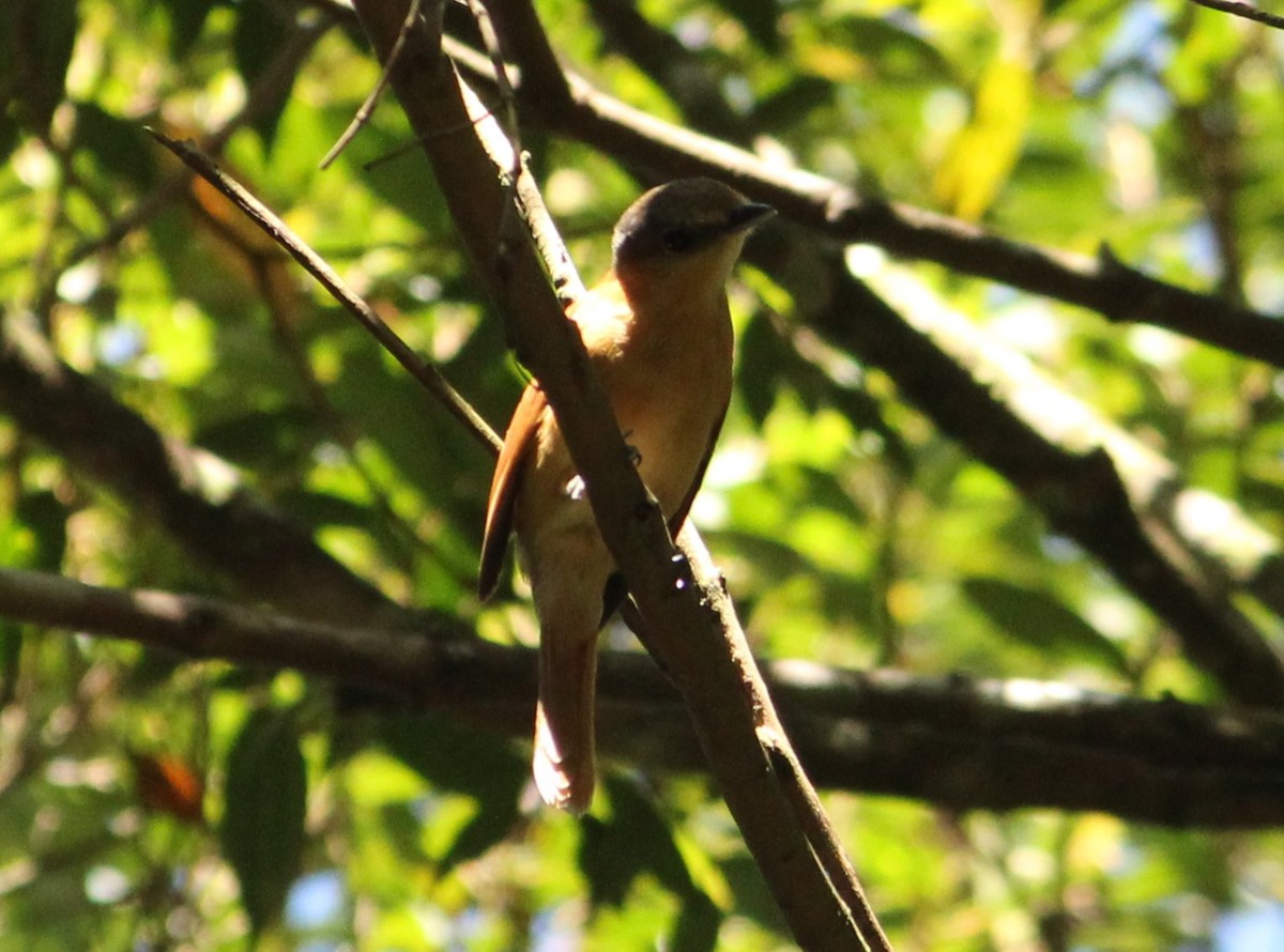 Chestnut-crowned Becard - ML615603191